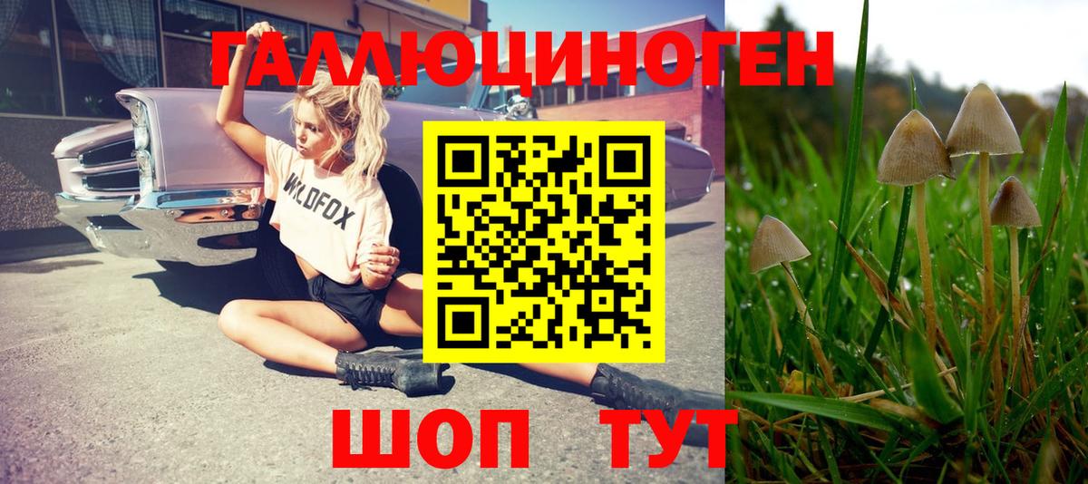 Москва  Псилоцибиновые грибы GOLDEN TEACHER  Вход с VPN 